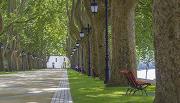 Avenida dos Plátanos
