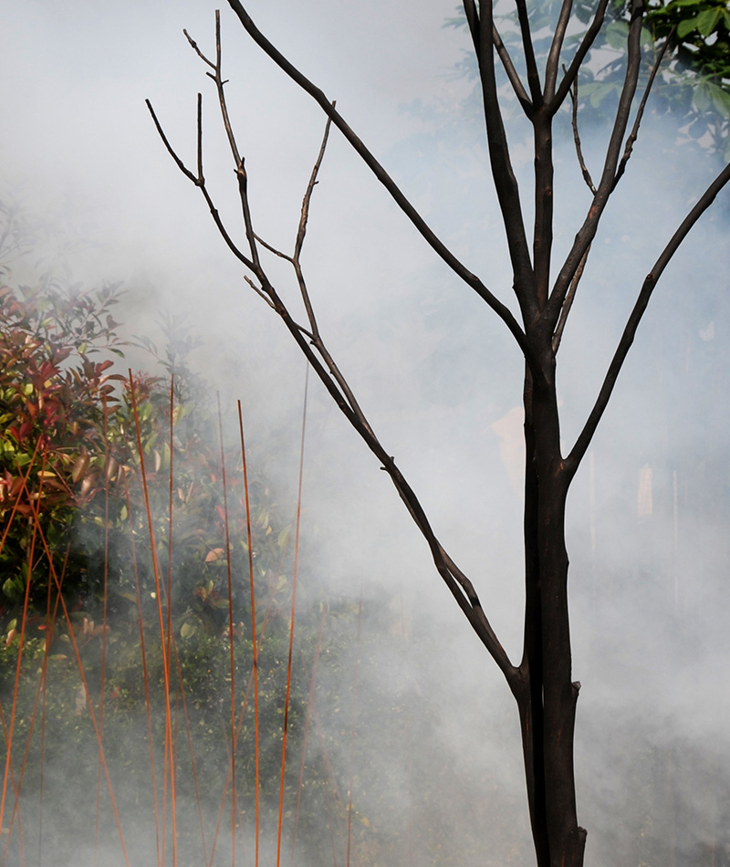 Le Feu Et 300 Arbres