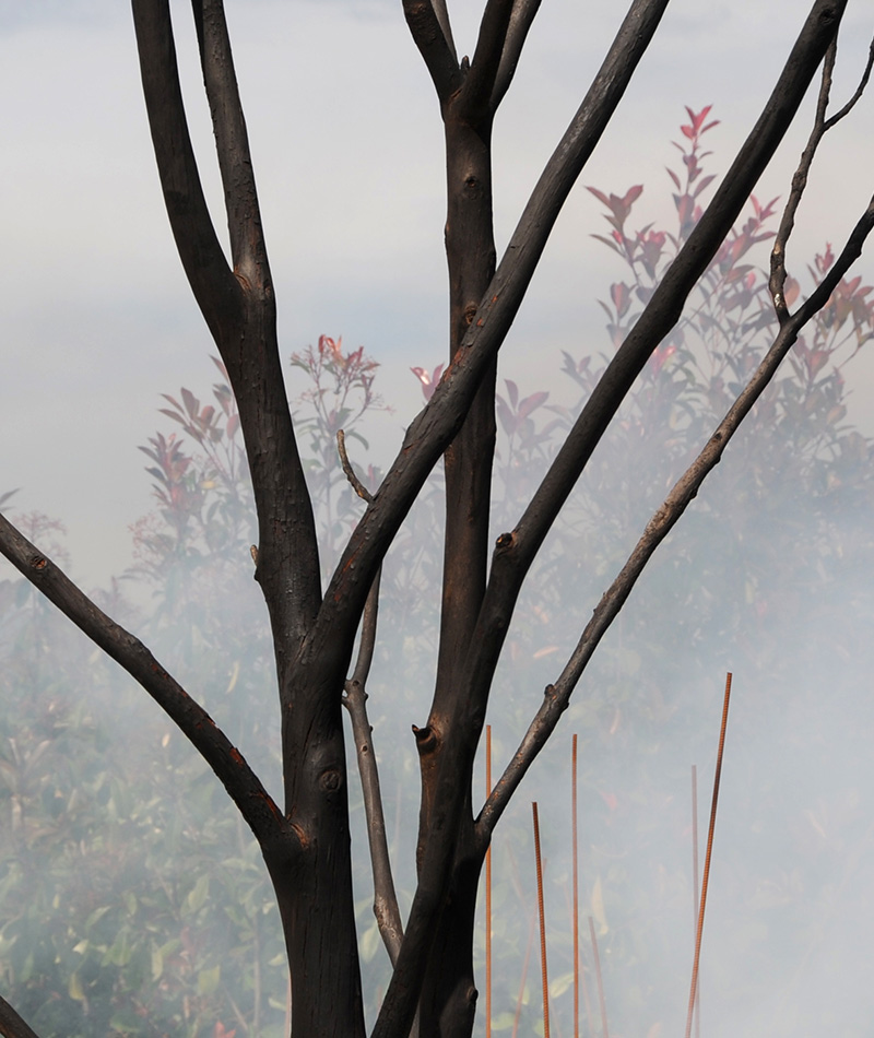 Le Feu Et 300 Arbres