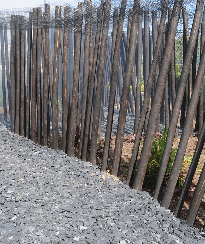 Le Feu Et 300 Arbres