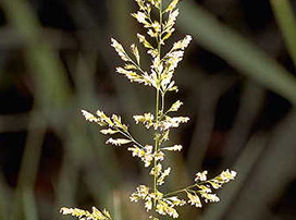 Agrostis Stolonifera