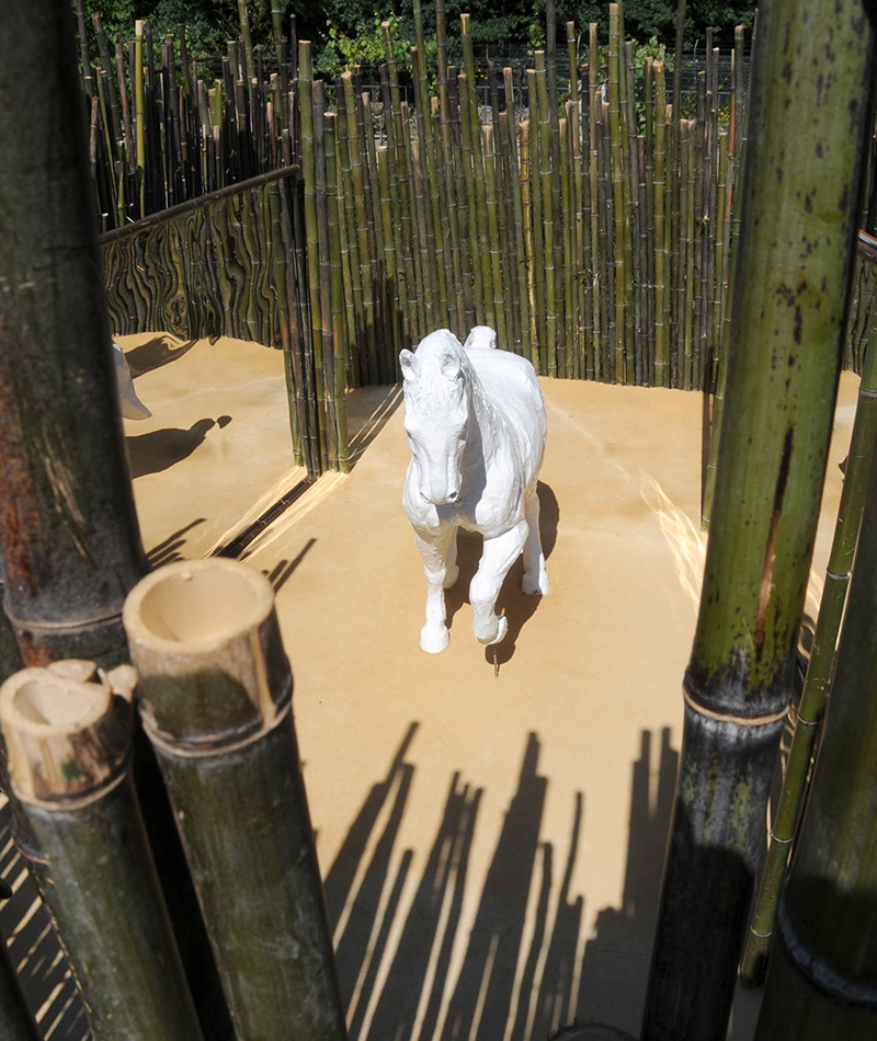 Heohippus
