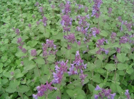 Nepeta X Faassenii