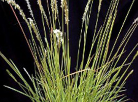 Sesleria Autumnalis