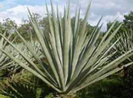 Agave