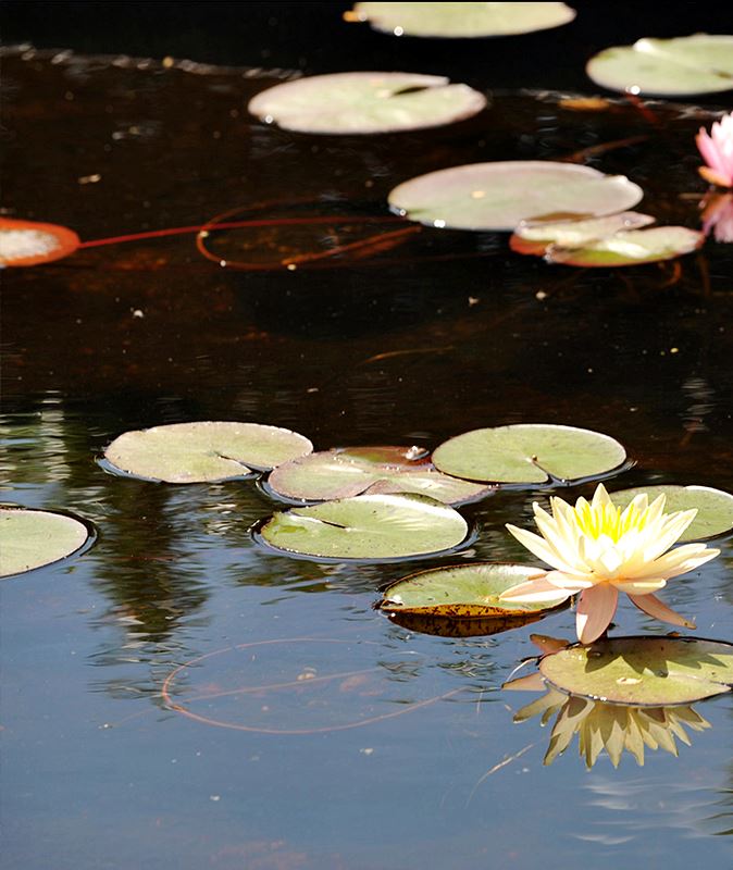 Jardim Caleidoscópio