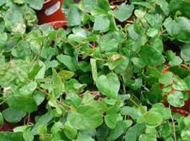 Ficus Repens