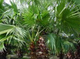 Washingtonia Robusta