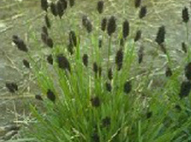 Sesleria Caeurela