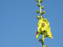 Verbascum