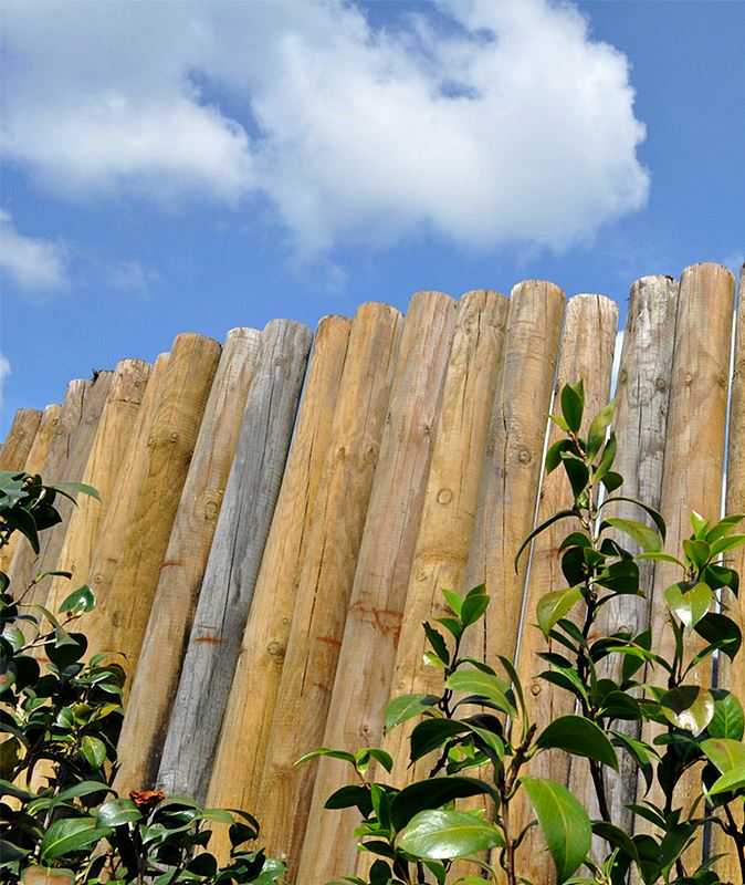 A Floresta Pop-Up
