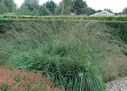 Molinia Arundinacea