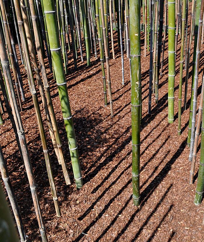 A Melodia da Floresta