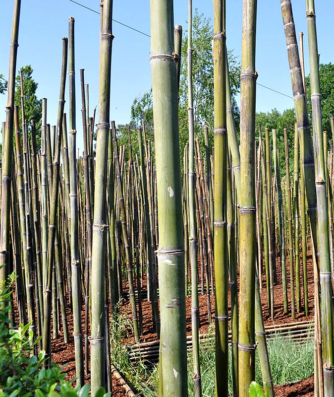 A Melodia da Floresta