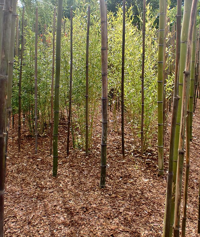 A Melodia da Floresta