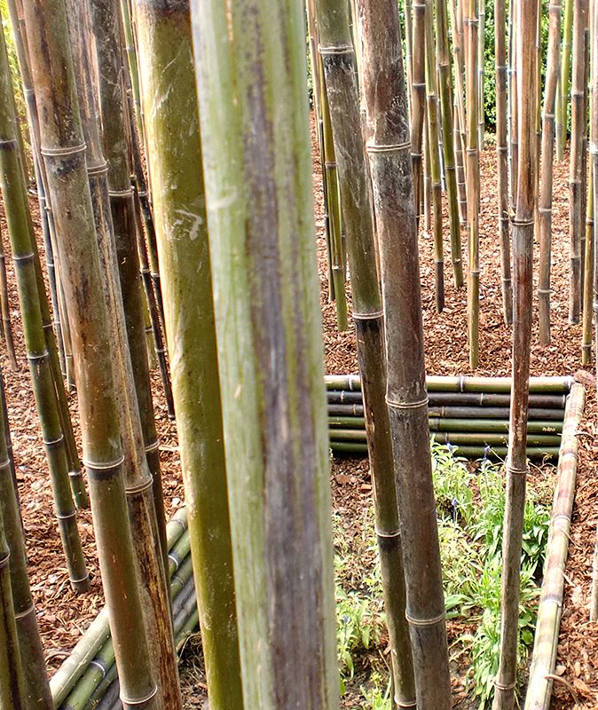 A Melodia da Floresta