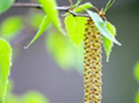 Betula Ap