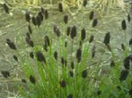 Sesleria Caeurela