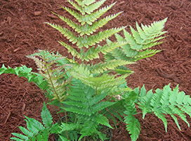 Dryopteris Erythrosora