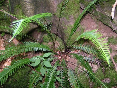 blechnum-spicant