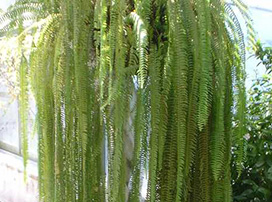 Nephrolepis Exaltata