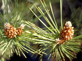 Pinus Pinaster