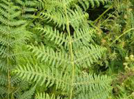 Pteridium Aquilinum
