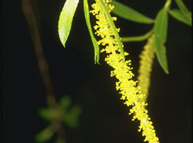 Salix Sp