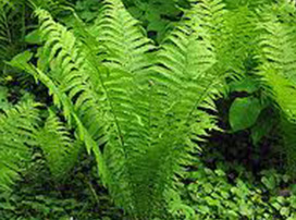 Matteuccia Struthiopteris