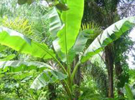 Musa Basjoo