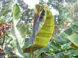 Musa Sikkimensis