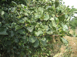 Alnus Glutinosa
