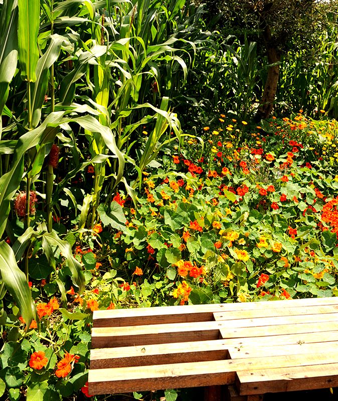 O Jardim da Abundância