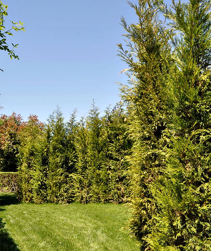 O Jardim da Água