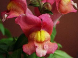 Antirrhinum Majus