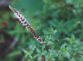 Mentha