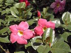 Mandevilla Splendens
