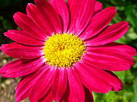 Tanacetum Robinsons Red