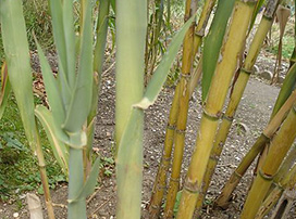 Arundo Donax