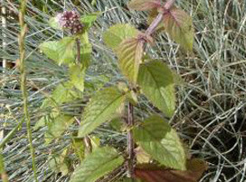Mentha Aquatica