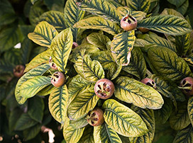 Mespilus Germanica