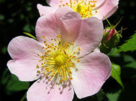 Rosa Canina
