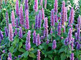 Agastache Rugosa