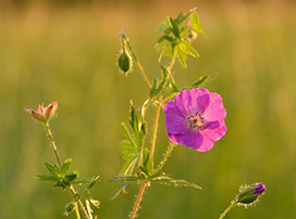 Geranium Sanguineum