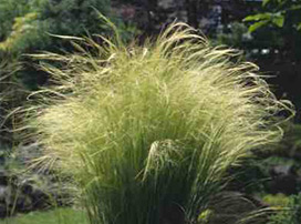 Stipa Tenuissima