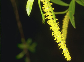 Salix Sp