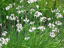 Allium Tuberosum Rottler