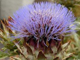 Cynara Cardunculus