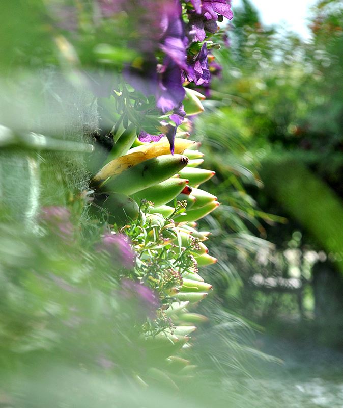 Água, Um Ano no Jardim