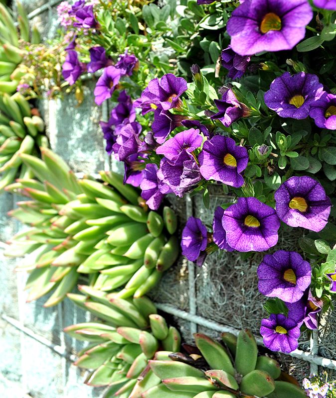Água, Um Ano no Jardim